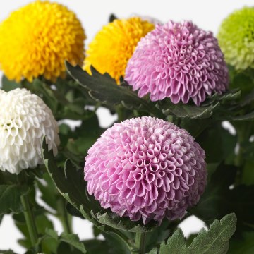 ИКЕА Комнатные растения CHRYSANTHEMUM ХРИЗАНТЕМА, 306.293.77 - Home Club
