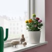 ИКЕА Комнатные растения CHRYSANTHEMUM ХРИЗАНТЕМА, 306.293.77 - Home Club, изображение 3