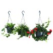 ИКЕА Комнатные растения AESCHYNANTHUS, 106.293.78 - Home Club