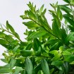 ИКЕА Комнатные растения AESCHYNANTHUS, 106.293.78 - Home Club, изображение 2