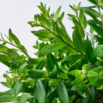 ИКЕА Комнатные растения AESCHYNANTHUS, 106.293.78 - Home Club