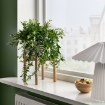 ИКЕА Комнатные растения AESCHYNANTHUS, 106.293.78 - Home Club, изображение 3