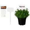 Garden Line 30 пластиковых табличек для описания растений, LAR9683 - Home Club, изображение 2