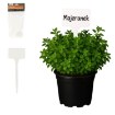 Garden Line 30 пластиковых табличек для описания растений, LAR9683 - Home Club
