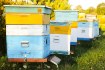Chomik 20 Номеров На Ульях (1-20), BEE2847 - Home Club, изображение 7