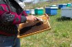 Chomik Вилка для снятия меда 20,4 x 7 см с пластиковой ручкой, BEE5733 - Home Club, изображение 3