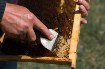 Chomik Вилка для снятия меда 20,4 x 7 см с пластиковой ручкой, BEE5733 - Home Club, изображение 4