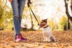 Chomik Автоматический поводок для собак, 300 см, PET9394 - Home Club, изображение 8