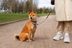 Chomik Автоматический поводок для собак, 300 см, PET9394 - Home Club, изображение 10