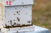 Chomik Номера на ульях, BEE3943 - Home Club, изображение 5