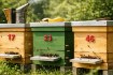 Chomik Номера на ульях, BEE3943 - Home Club, изображение 6
