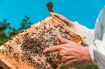Chomik Нержавеющее Американское Пчеловодческое Челнок С Разделителем 26,5 См, BEE3813 - Home Club, изображение 5