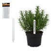 Garden Line Кпл. 20 Етикеток Для Рослин 13 x 1,6 См, EVA8181 - Home Club, зображення 7
