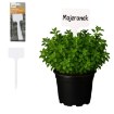 Garden Line 8 пластиковых табличек для описания растений, LAR9690 - Home Club