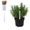 Garden Line Кпл. 20 Етикеток Для Рослин 13 x 1,6 См, EVA8181 - Home Club, зображення 6
