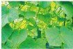 Garden Line Сетка для вьющихся растений 0,9 x 1,8 м, JAW9324 - Home Club, изображение 2