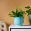 ИКЕА Горшок SAMMETSSYREN, 906.425.83 - Home Club, изображение 3