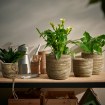 ИКЕА Подвесной цветочный горшок SANDÖDLA, 906.360.73 - Home Club, изображение 3