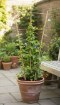 Garden Line Бамбукова Лісина Триподушна 60 См, BAM3113 - Home Club, зображення 2