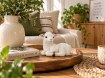 Chomik Фігурка Овці 15 × 10 × 11,5 См, LEM4872 - Home Club, Зображення 9