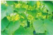 Garden Line Садова Сітка Для Плітьових Рослин 0,9 x 1,8 М, JAW9324 - Home Club, Зображення 2