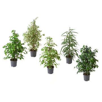 ІКЕА Кімнатна рослина FICUS, 201.598.57 - Home Club