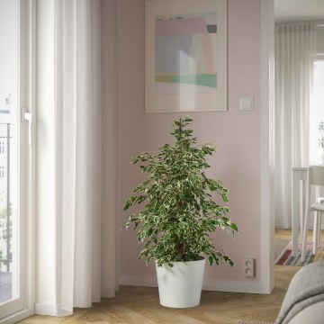 ІКЕА Кімнатна рослина FICUS, 201.598.57 - Home Club