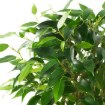 ІКЕА Кімнатна рослина FICUS, 201.598.57 - Home Club, Зображення 4