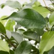 ІКЕА Кімнатна рослина FICUS, 201.598.57 - Home Club, Зображення 5