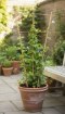 Garden Line Бамбукова Лісина Триподушна 60 См, BAM3113 - Home Club, Зображення 2