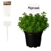 Garden Line 30 пластиковых табличек для описания растений, LAR9683 - Home Club